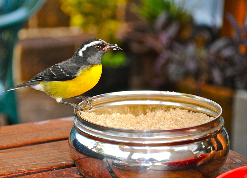 finch-at-breakfast-172840_1280.jpg